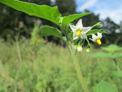 Image of European Black Nightshade