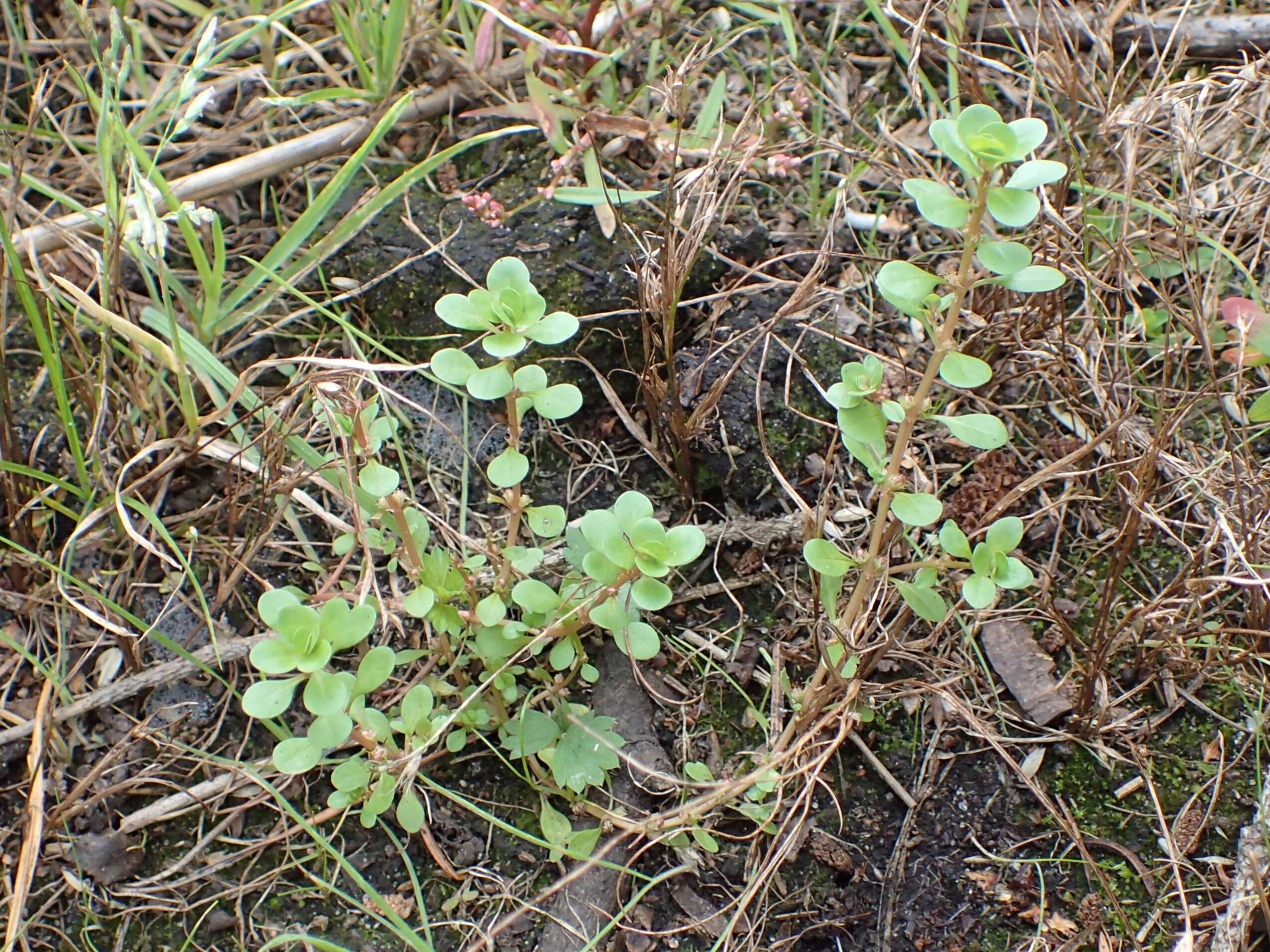 Image of Spatulaleaf Loosestrife