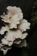 Image of Pleurotus ostreatus (Jacq.) P. Kumm. 1871