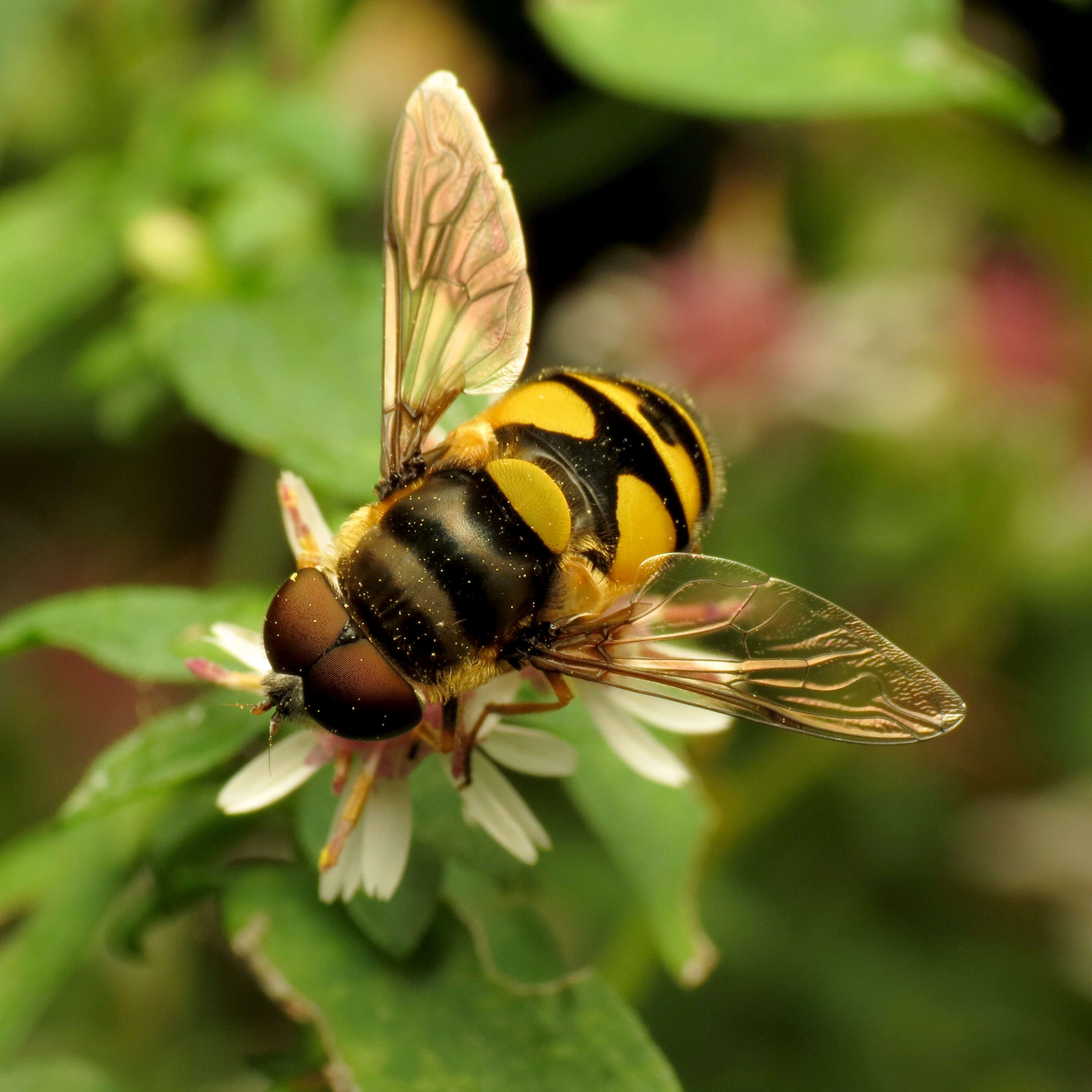 Imagem de Eristalis transversa Wiedemann 1830