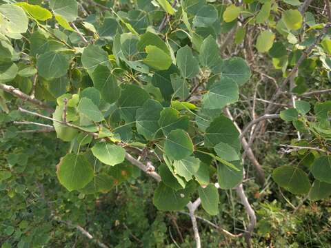 Image of Common Aspen