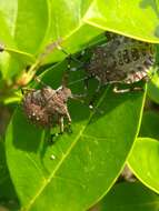 Image of Brown marmorated stink bug