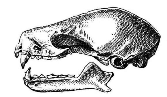 Imagem de Phyllonycteris subgen. Reithronycteris Miller 1898