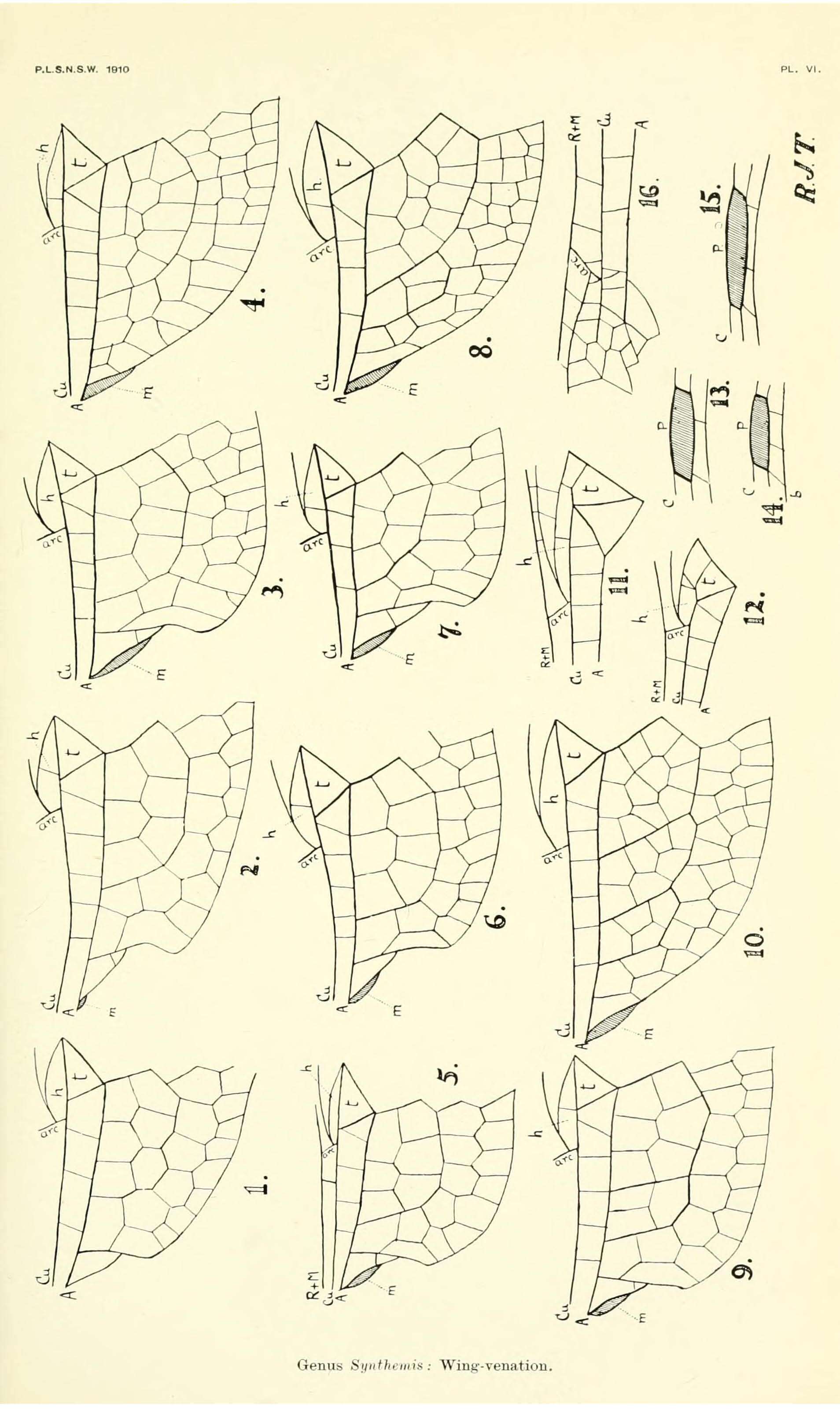 Image of Synthemistidae