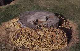 Image de Polypore géant