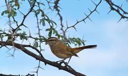 Image of Kalahari Scrub Robin