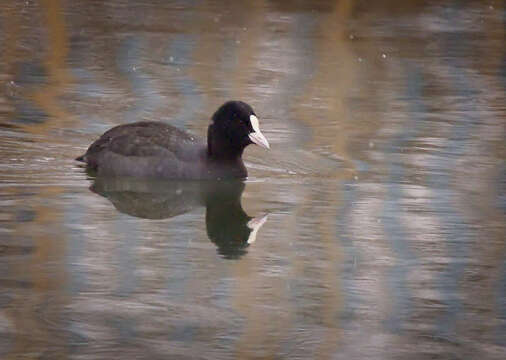 Image of Common Coot