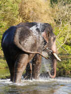 Image of Indian elephant