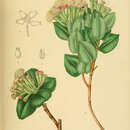 Image of Syzygium fergusonii (Trim.) Gamble