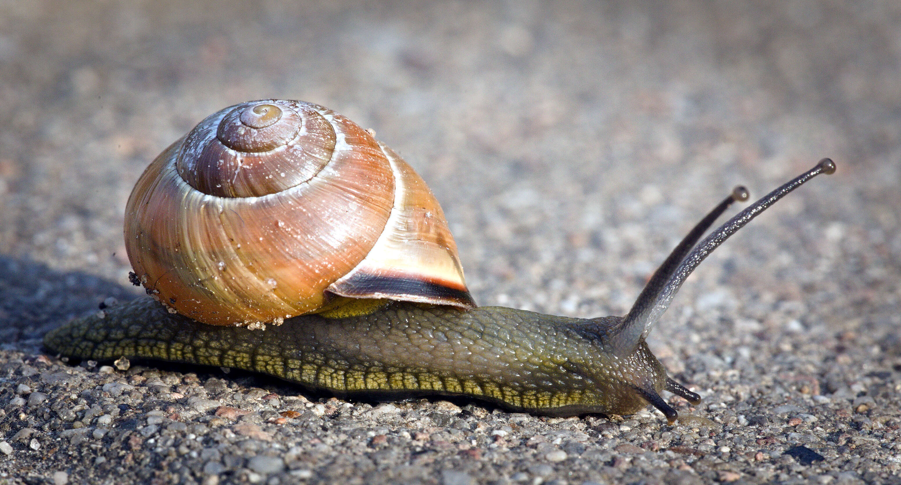 Image of Brown Lipped Snail