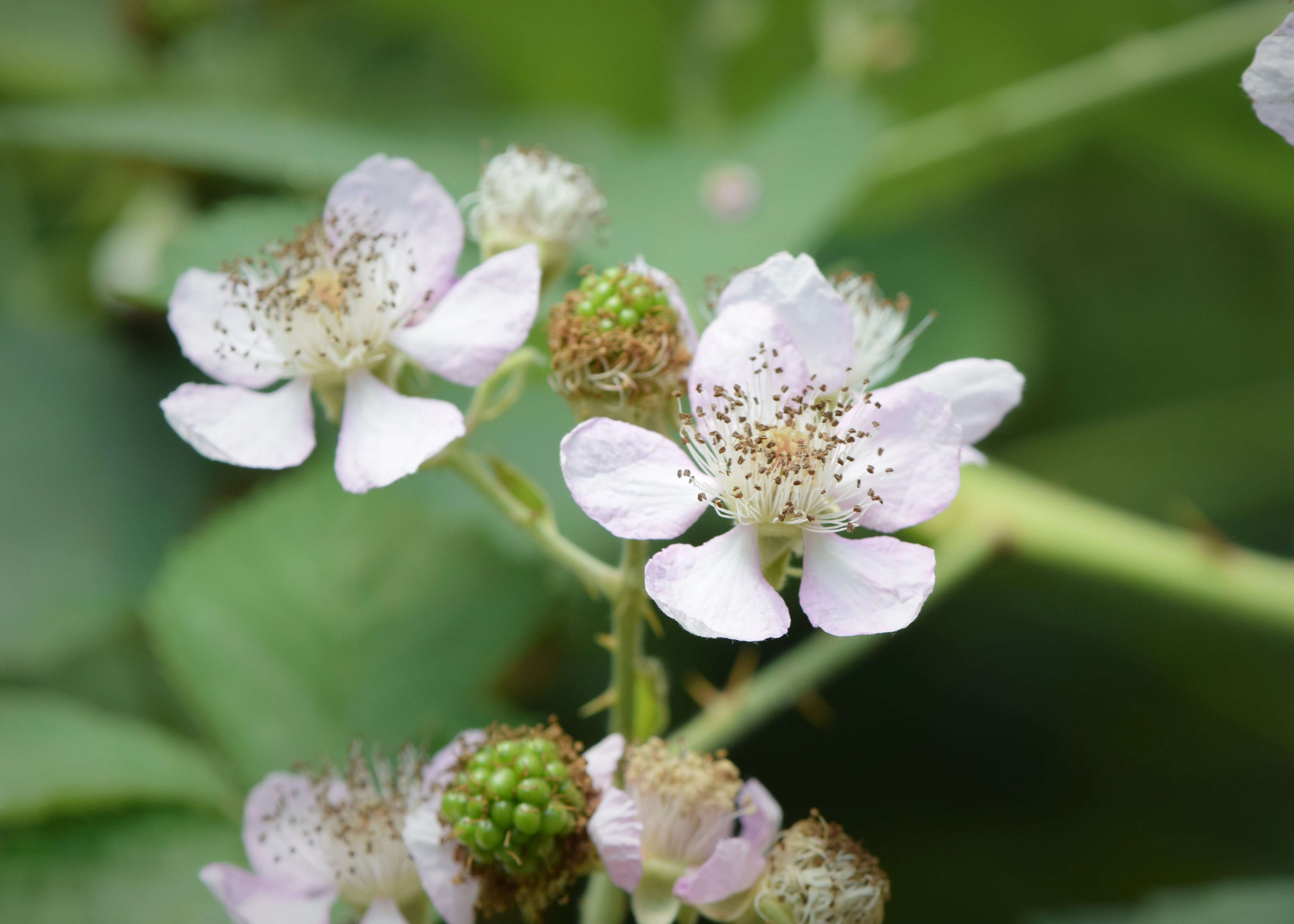 Image of Himalayan blackberry