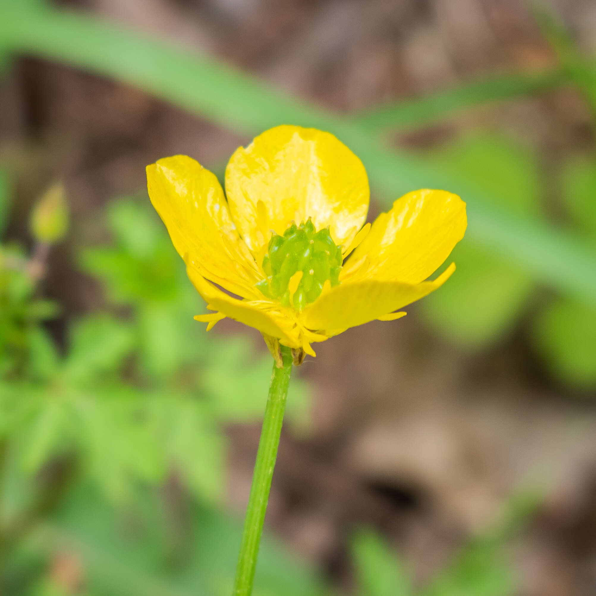 Ranunculus bulbosus L.的圖片