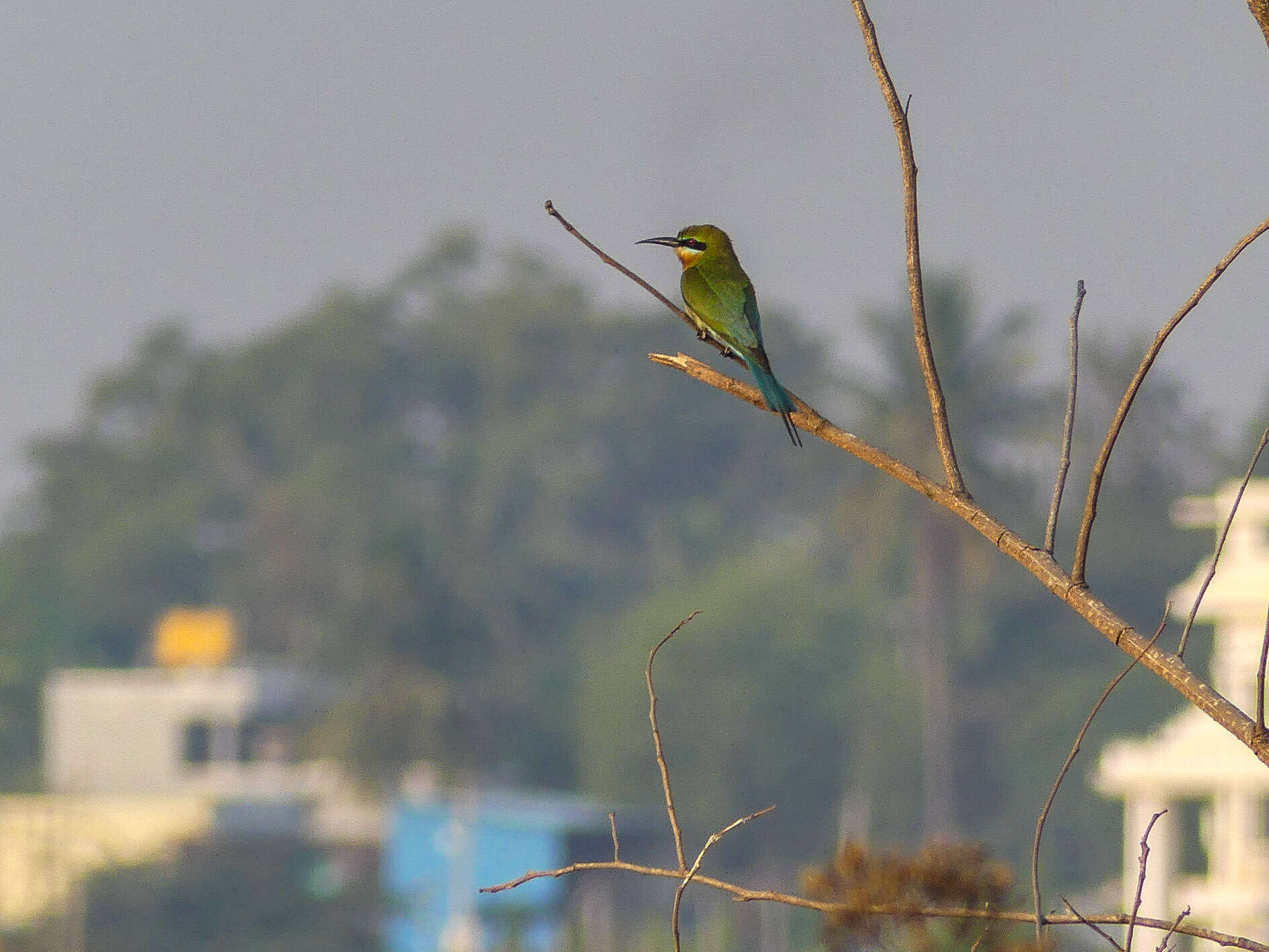 Image of Blue-tailed Bee-eater