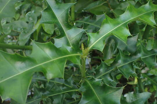 Image of Holy Mangrove