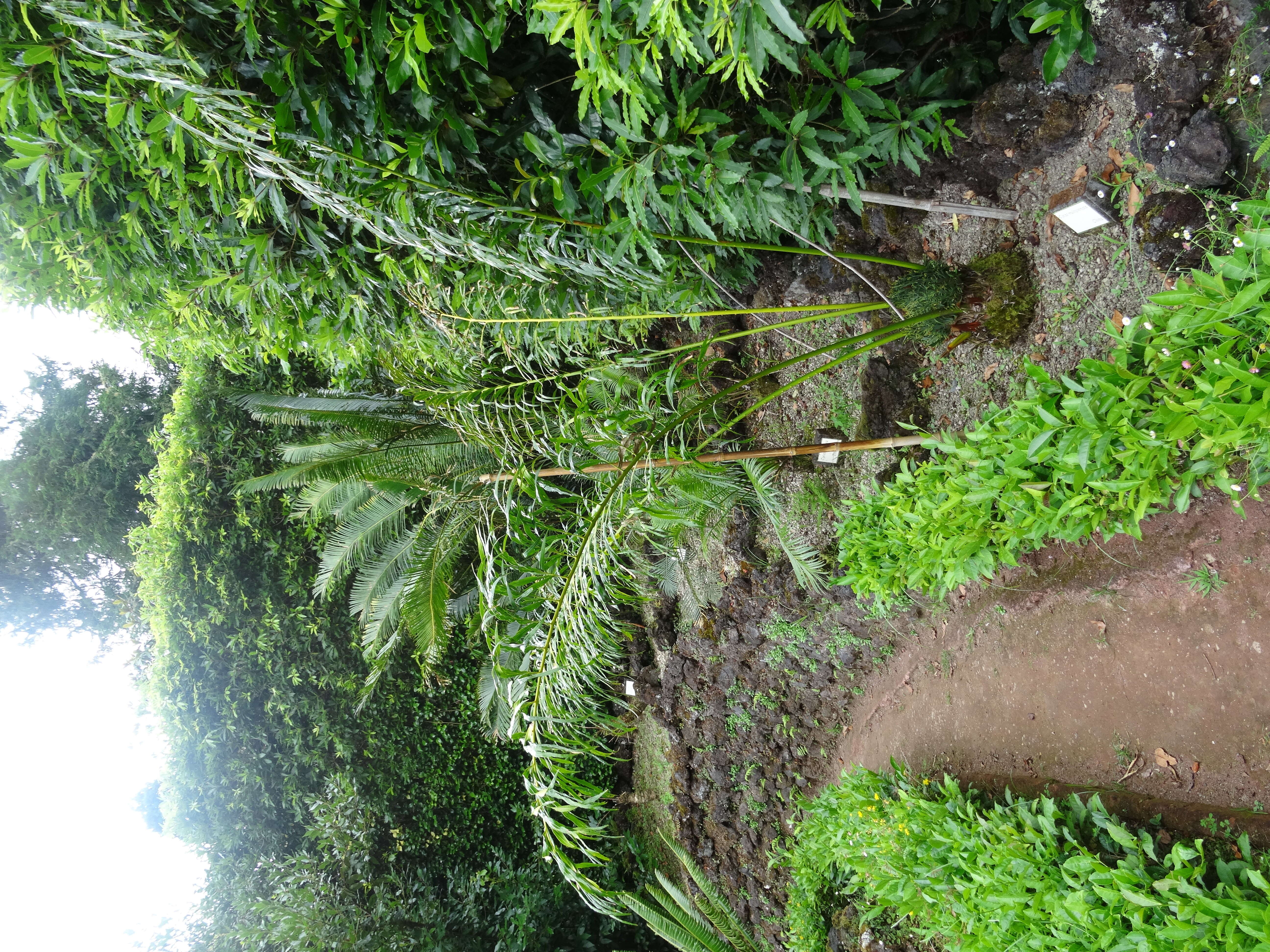 Image of Cycad