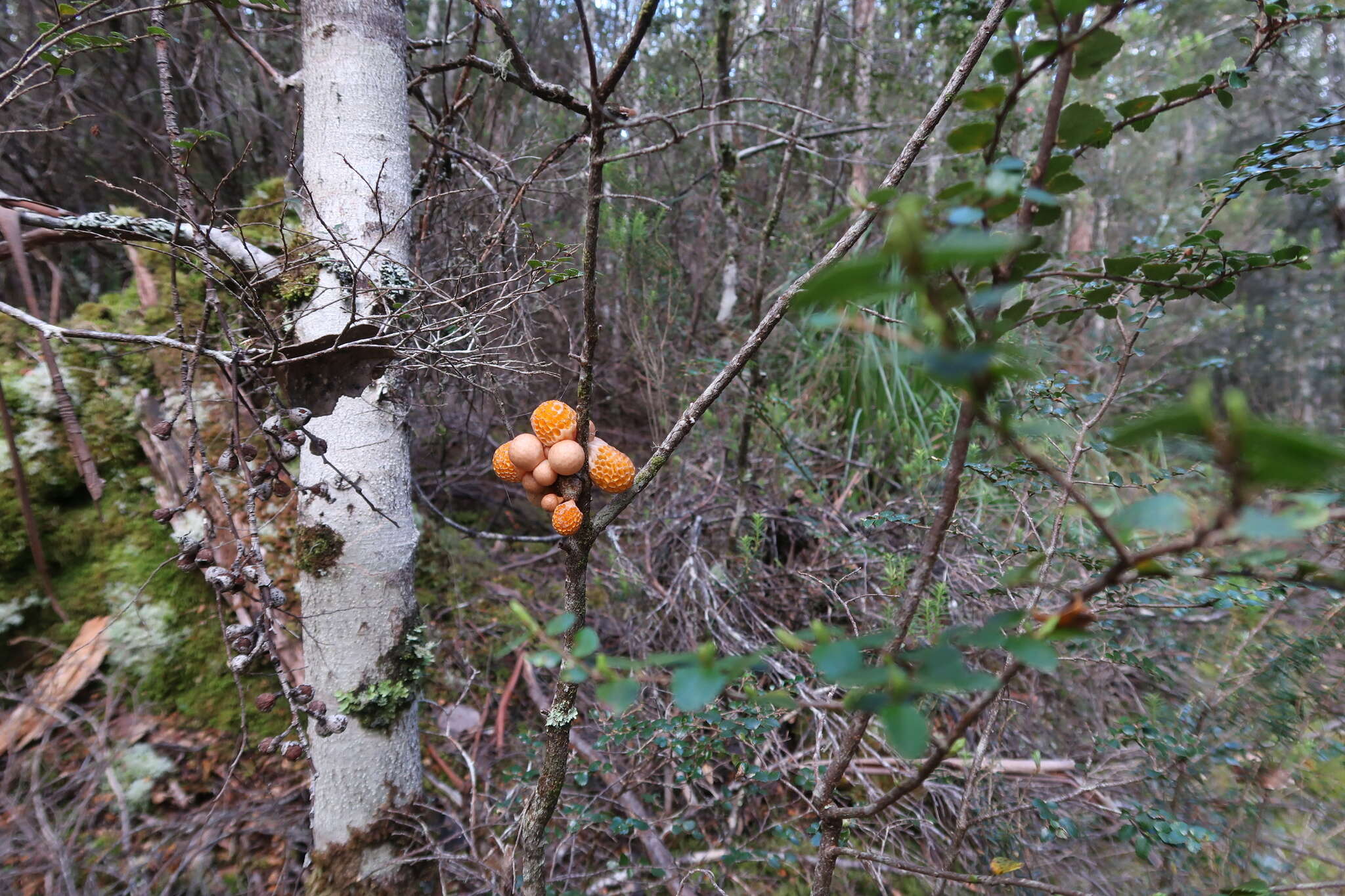 Image of beech orange (fungus)