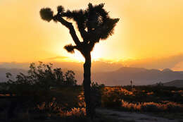 Image of Joshua tree