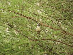 Image of Southern White-crowned Shrike