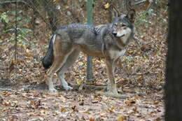 Image of Red wolf