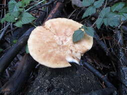 Image of Polyporus tuberaster (Jacq. ex Pers.) Fr. 1821