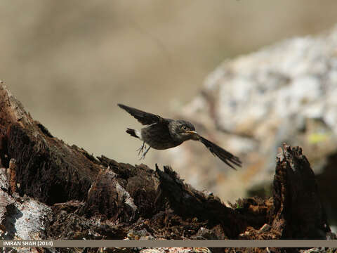 Image of Dark-sided Flycatcher