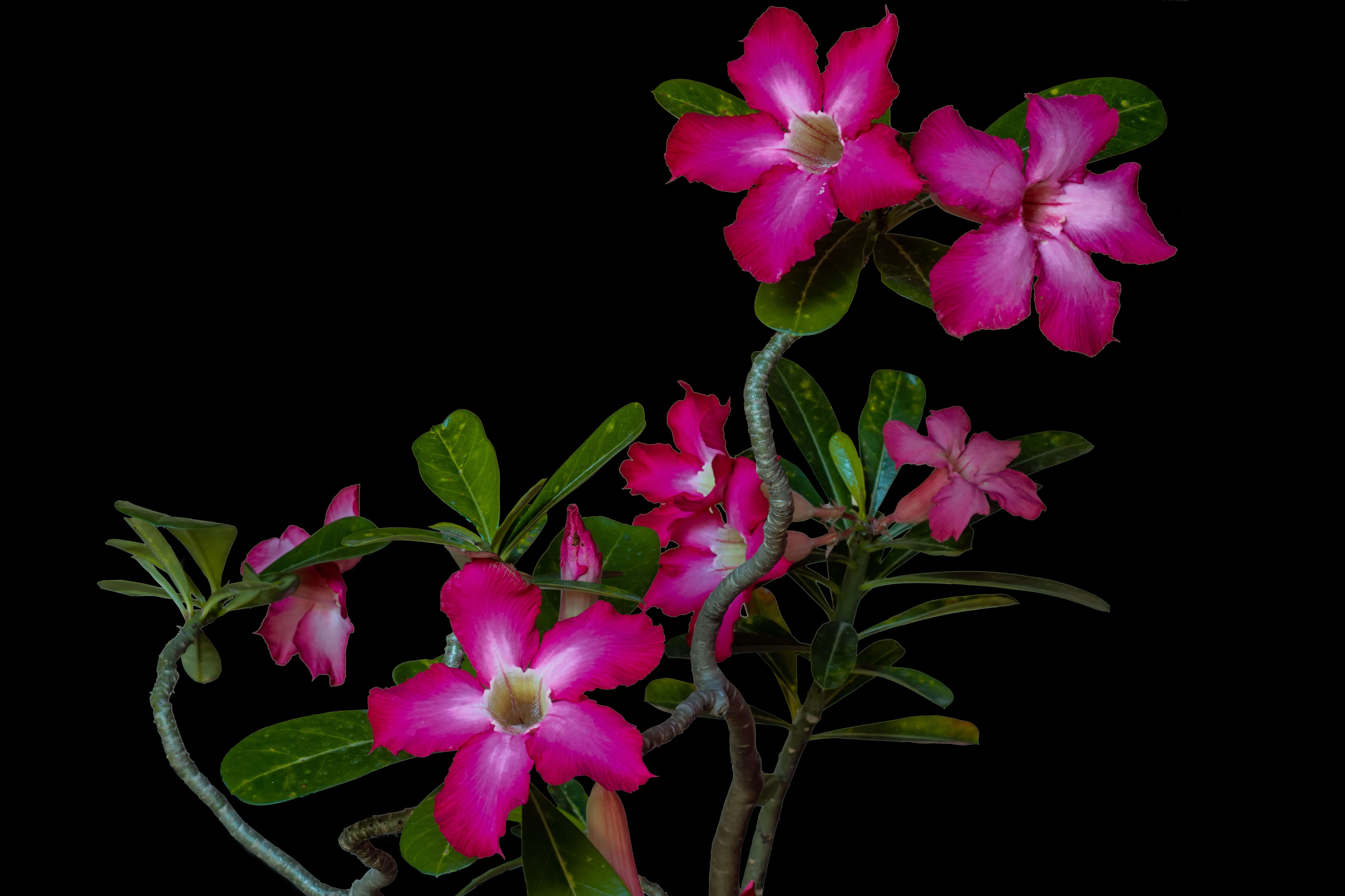 Image of Desert Rose