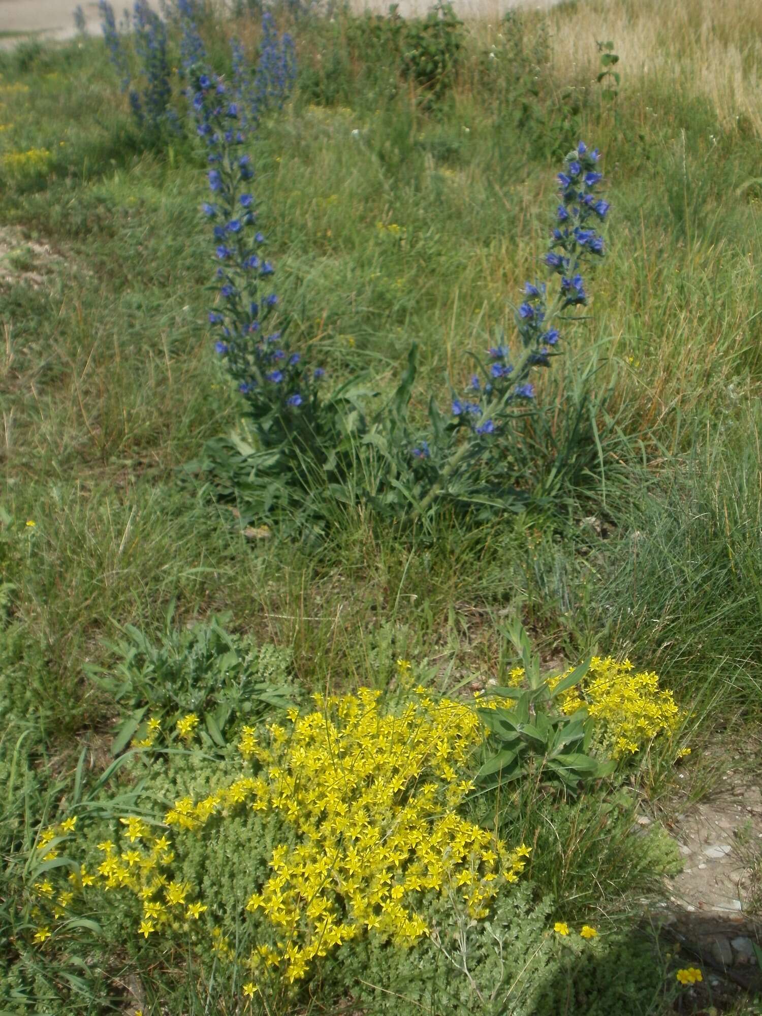 Imagem de Echium vulgare L.