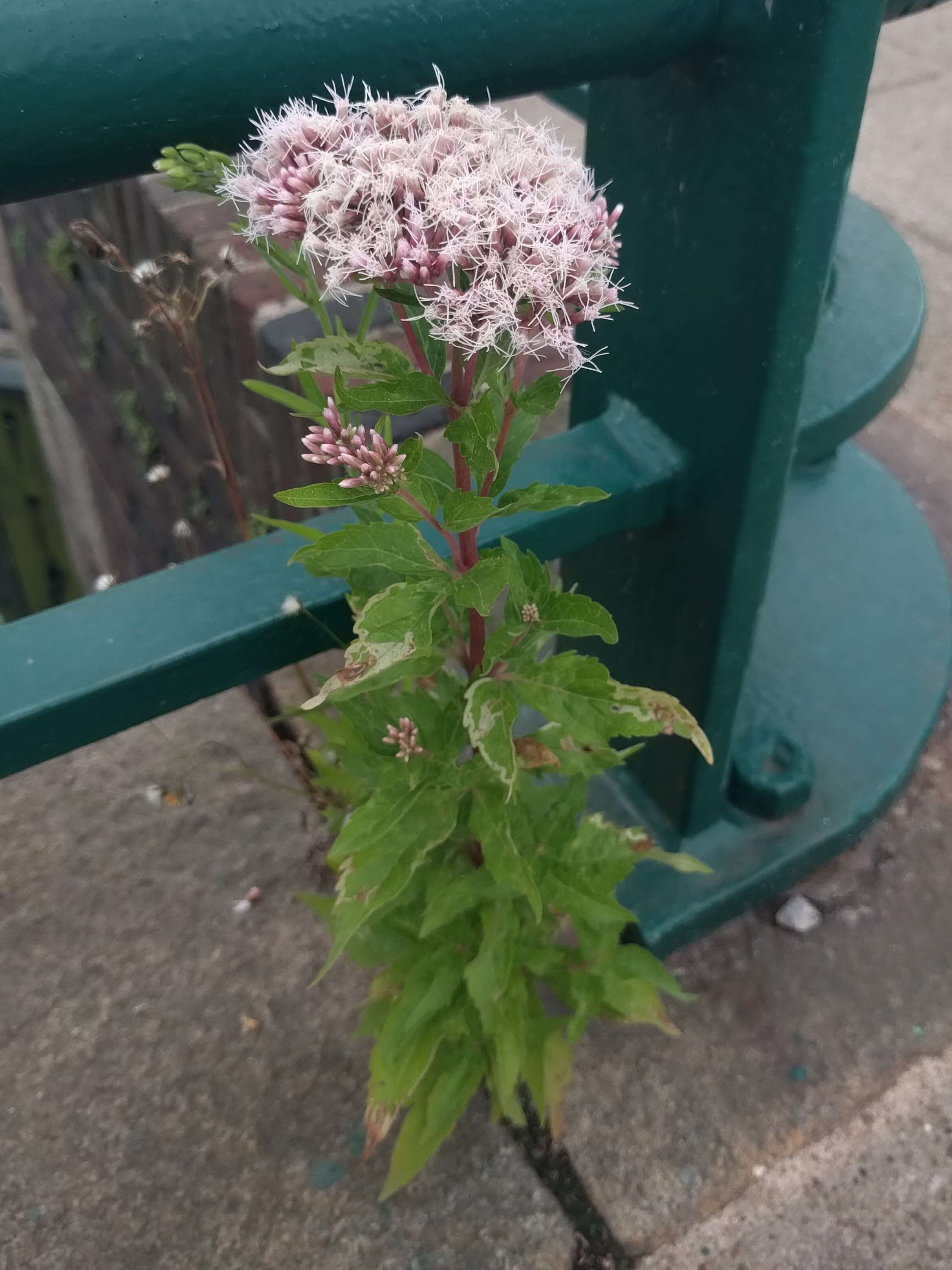 Image of hemp agrimony