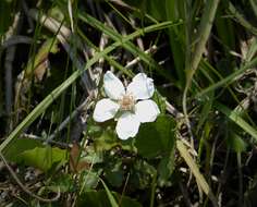 Imagem de Rubus trivialis Michx.