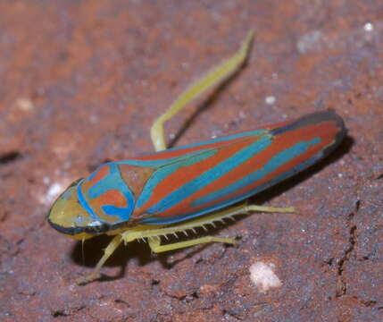 Graphocephala coccinea (Forster & J. R. 1771)的圖片