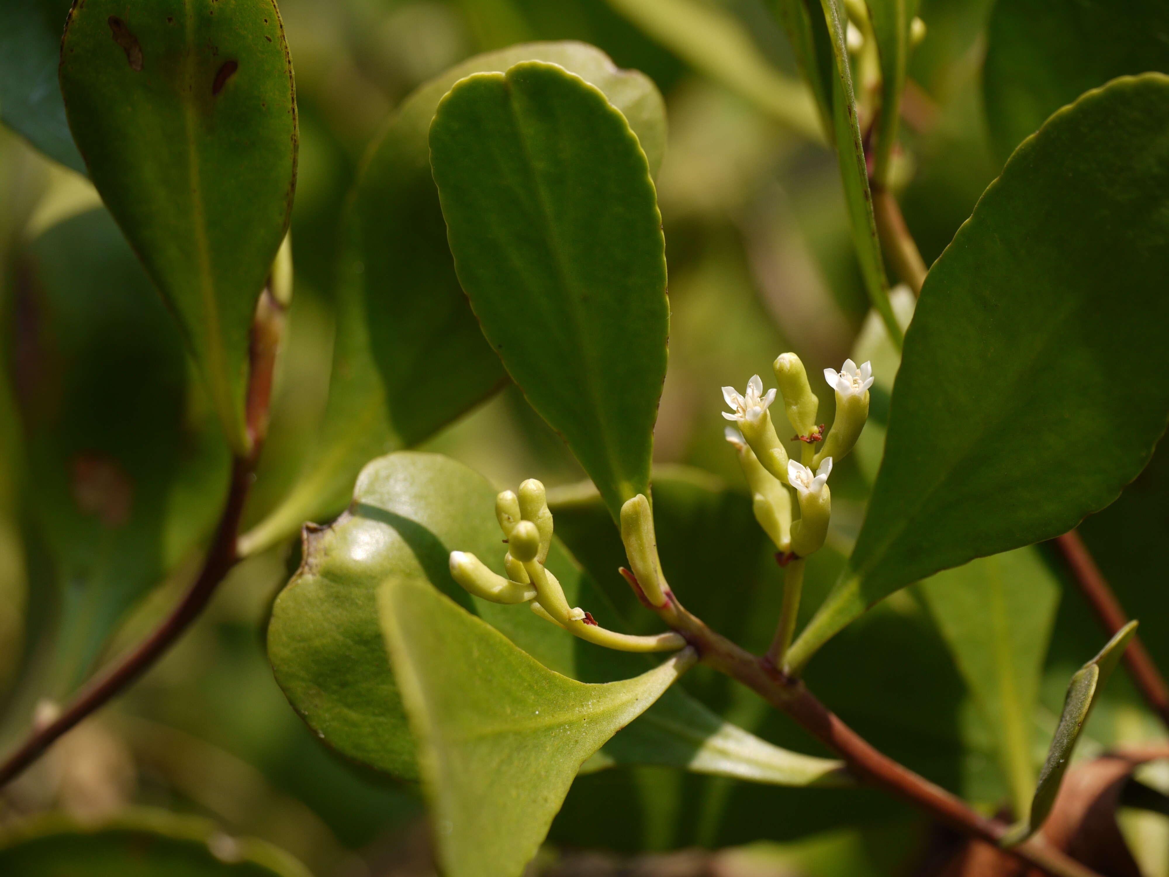 Image of Lumnitzera racemosa Willd.