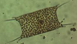 Image of Eupodiscales