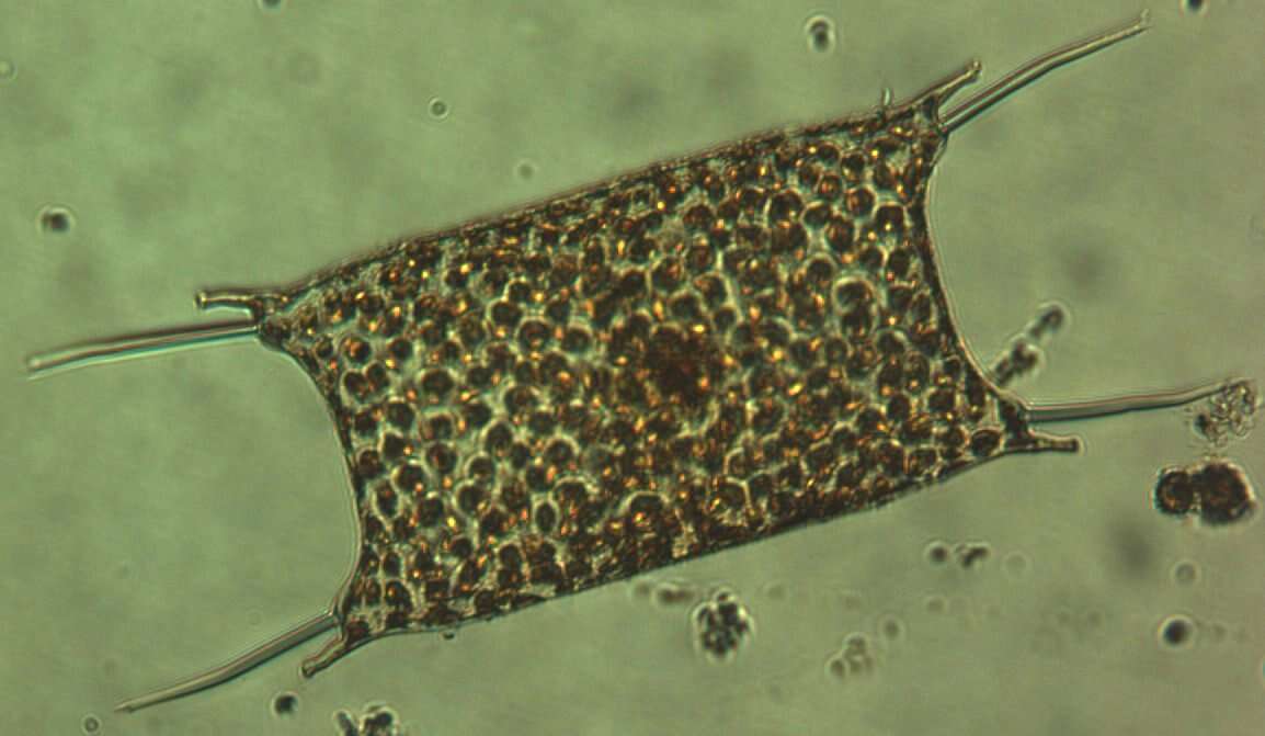 Image of Eupodiscales