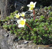 Plancia ëd Saxifraga aretioides Lapeyr.