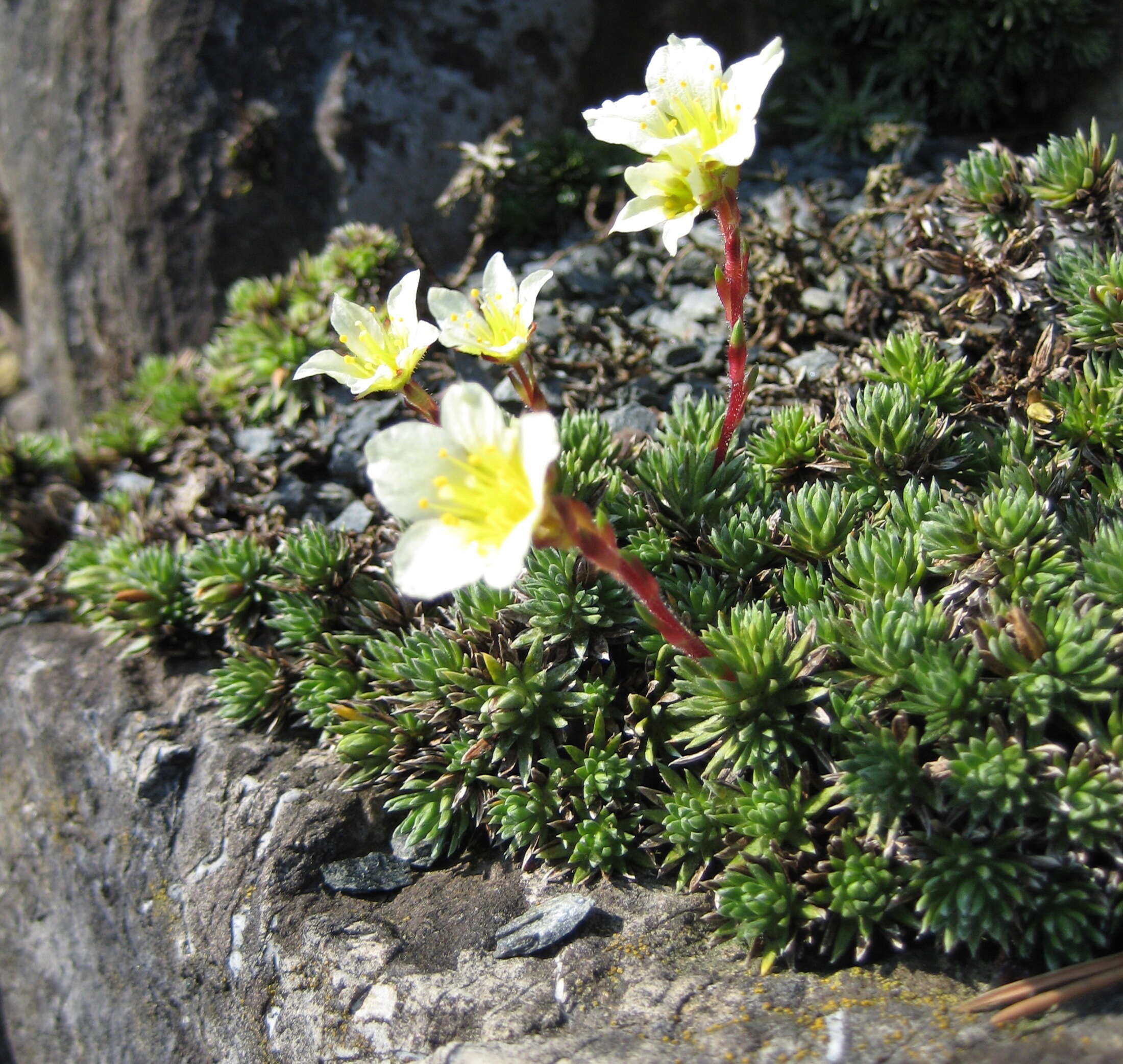 Слика од Saxifraga aretioides Lapeyr.