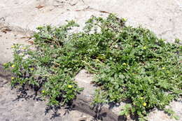 Image of Bushy Cinquefoil