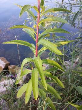 Image of Senecio sarracenicus L.