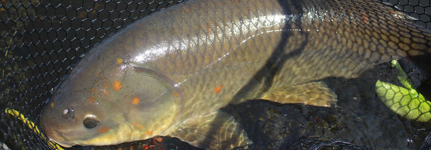 Image de Poisson-taureau