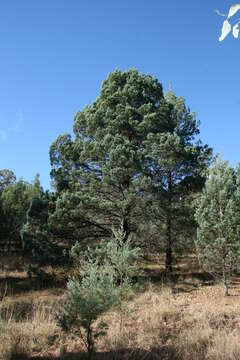 Plancia ëd Callitris columellaris F. Muell.