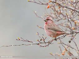 Plancia ëd Carpodacus rhodochlamys (Brandt & JF 1843)