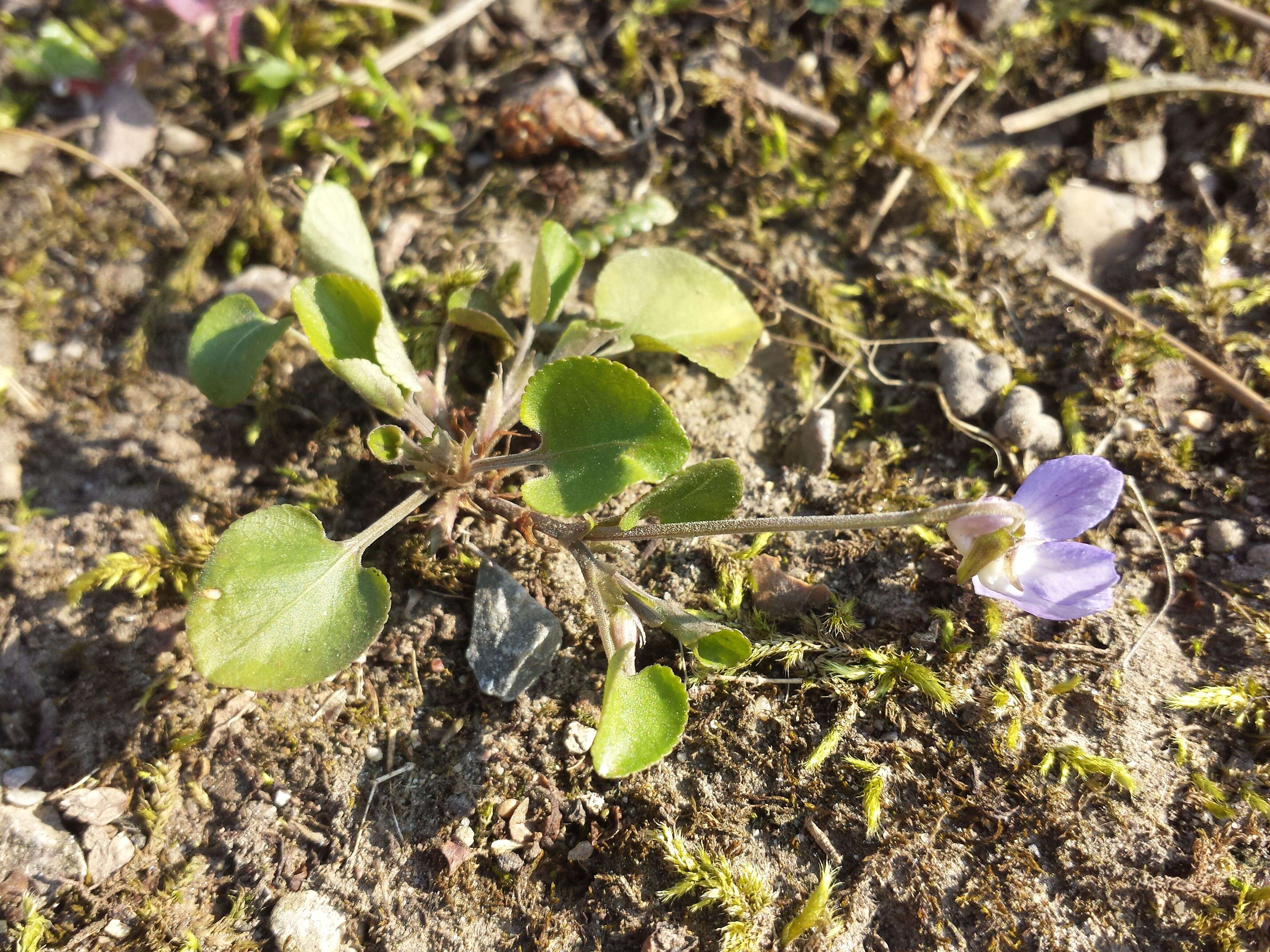 Image of teesdale violet