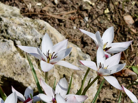 Image of lady tulip