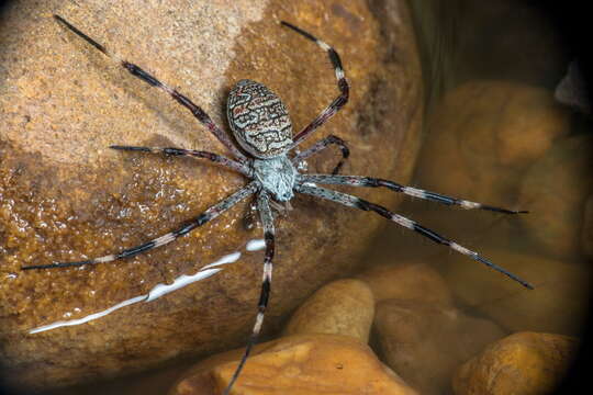 Image of Argiope dietrichae Levi 1983