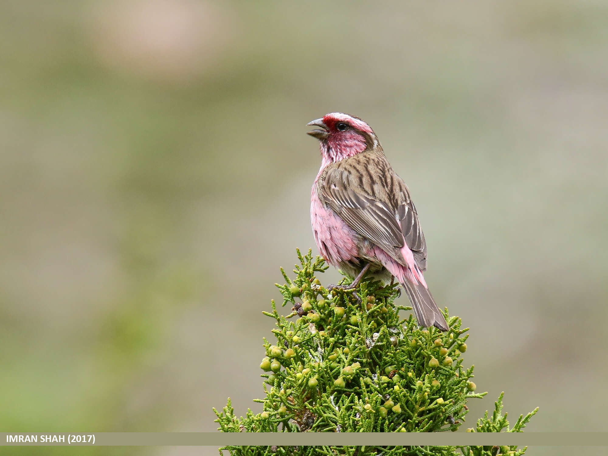 Image of Himalayan White-browed Rosefinch