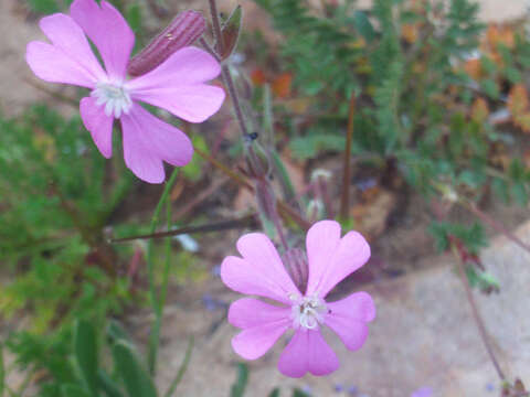 Imagem de Silene stockenii Chater