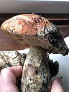 Image of Leccinum manzanitae Thiers 1971