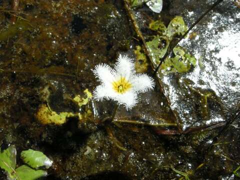 Image of Water-snowflake