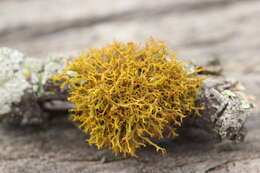 Image of teloschistes lichen