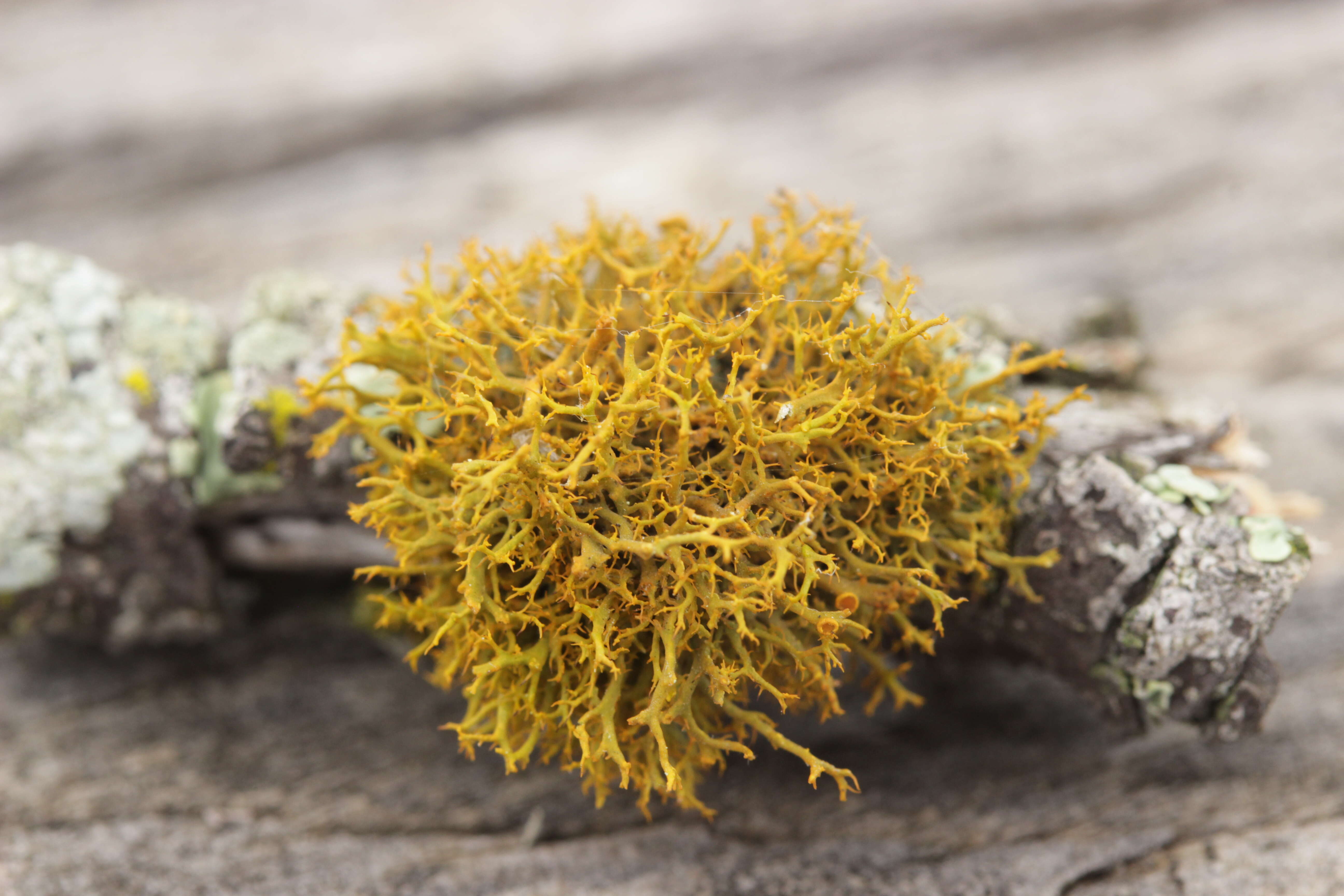 Image of teloschistes lichen