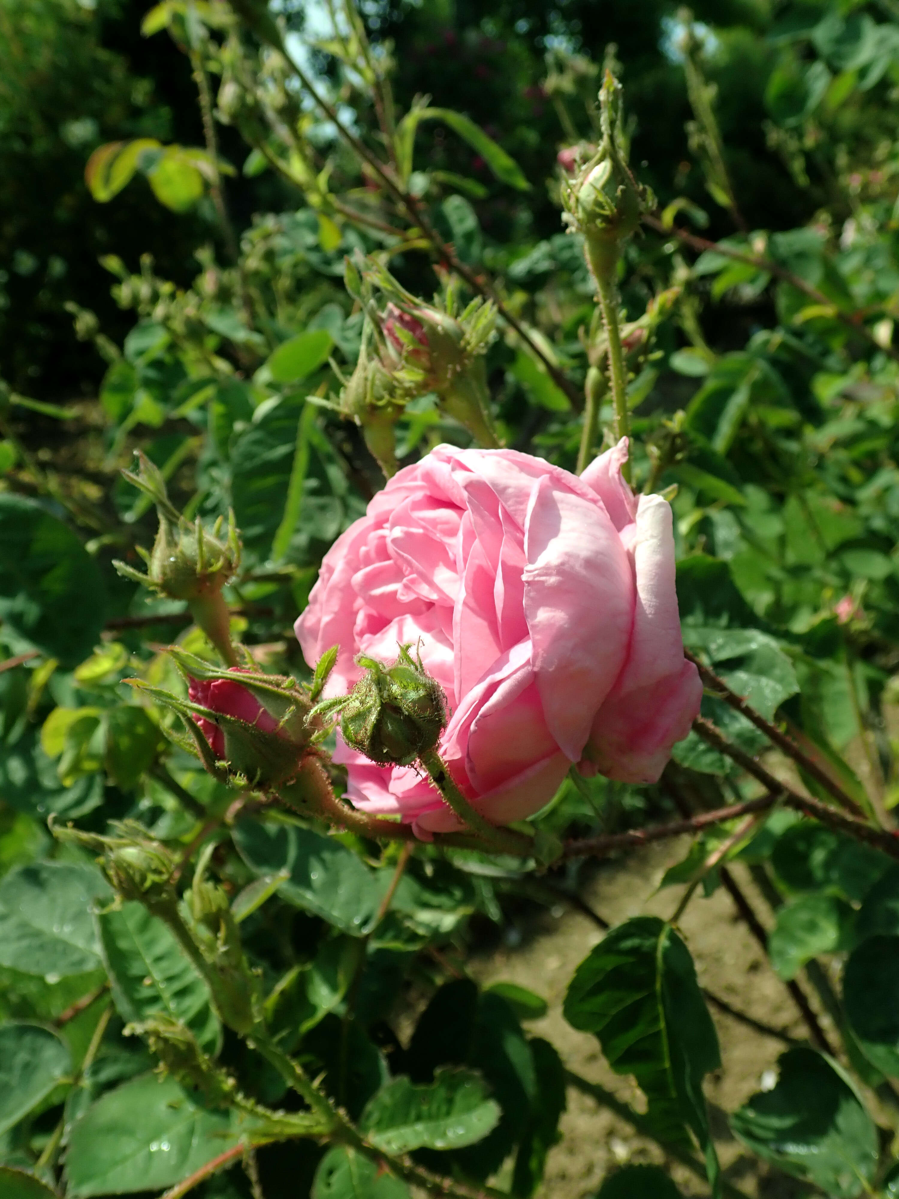 Image of cabbage rose